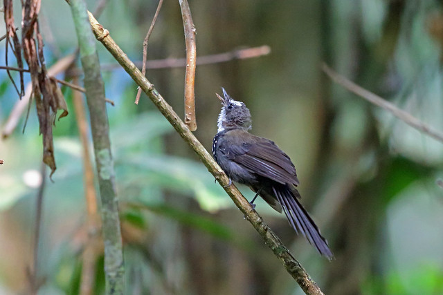 Sooty Thicket Fantail, Nimbokrang, West Papua