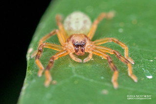 Huntsman spider (Thelcticopis sp.) - DSC_6649