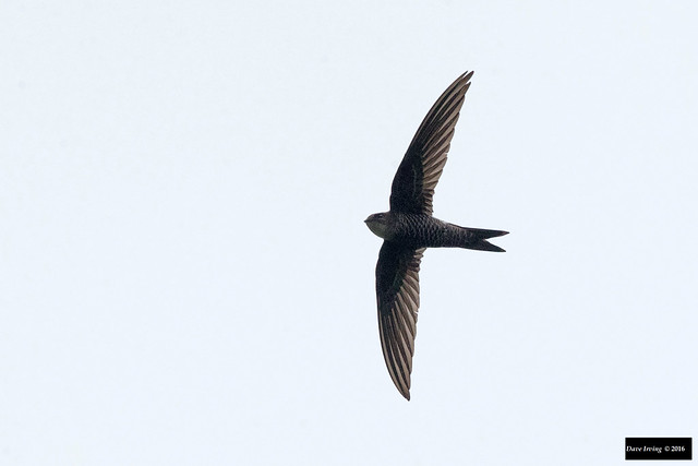 Fork-tailed Swift (Apus pacificus kurodae)