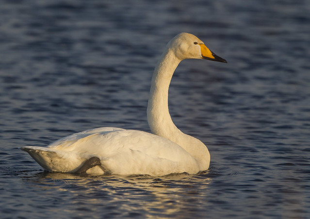 Sangsvane, Whooper Swan (Cygnus cygnus)