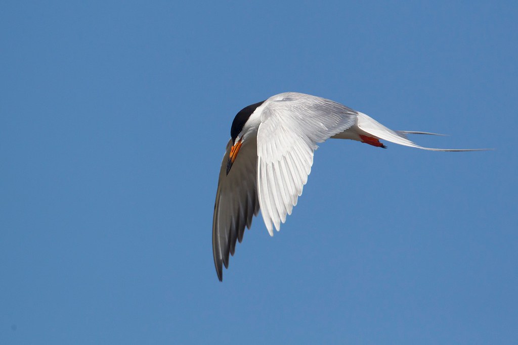 Sterna forsteri | Forster's Tern | kärrtärna