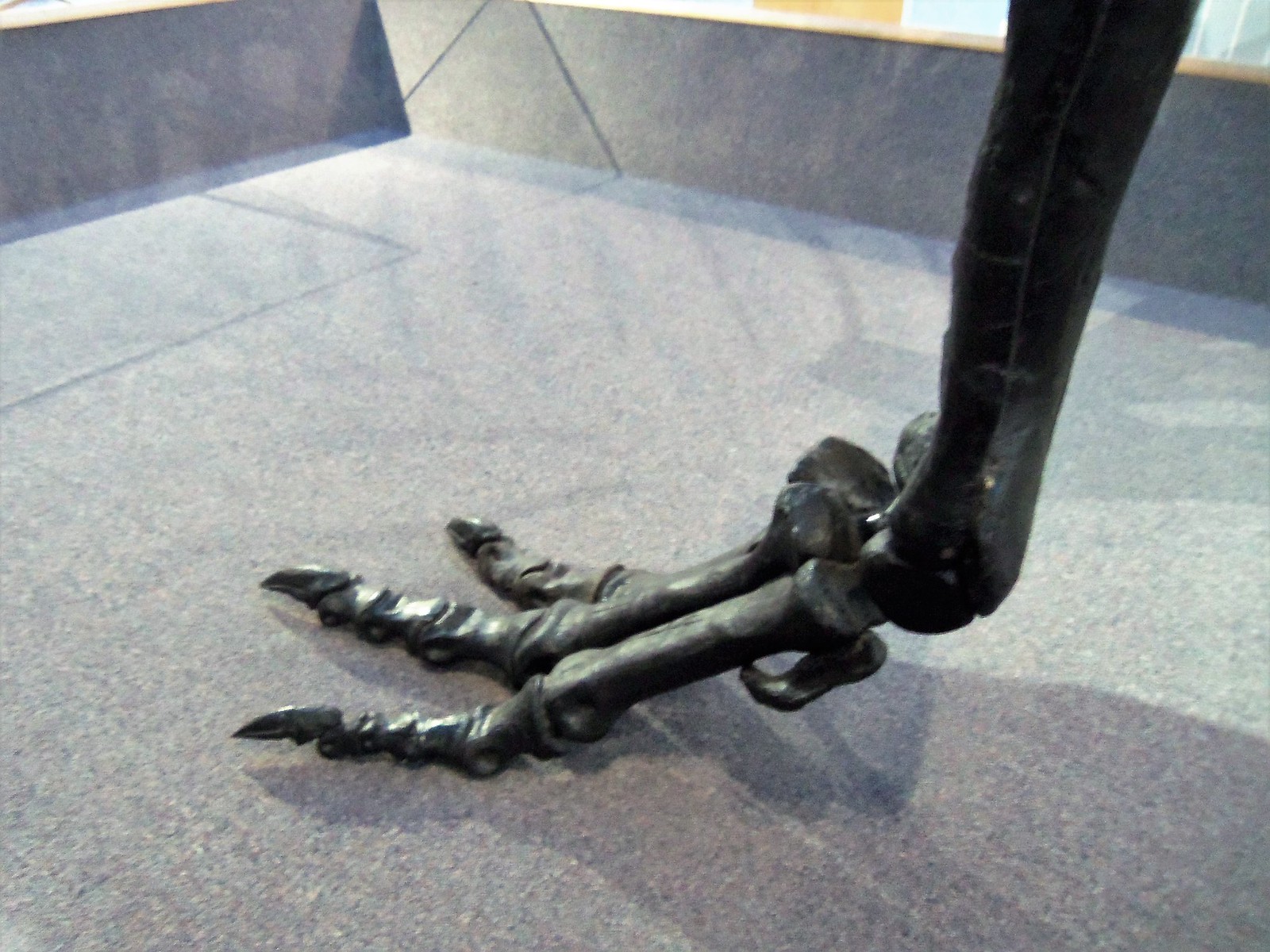 Acrocanthasaurus foot
