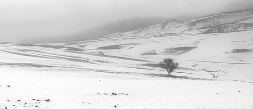 winter blackandwhite snow cold tree landscape frozen