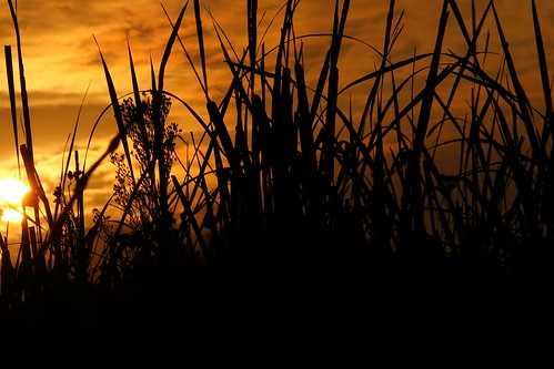 sunrise johannesburg contrast reeds stalks twigs