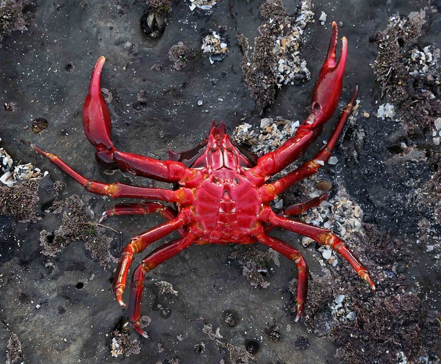 Shield-backed Kelp Crab (Pugettia producta)