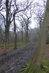 Epping Forest