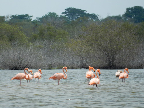travel nature landscape colombia wildlife flamingo lagoon camarones brackish pacoalfonso