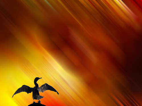 abstract blur bird colors photoshop bright fantasy cormorant