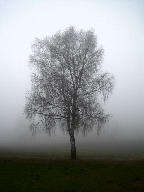suicidal fog tree