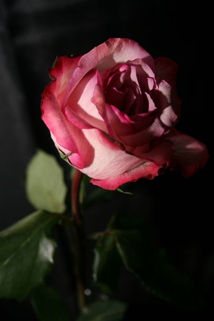 Rose - 1