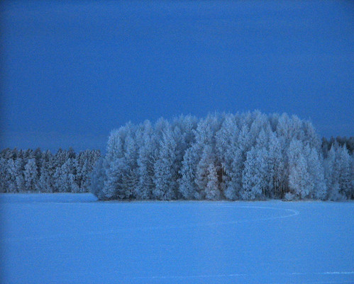 blue trees winter snow nature forest suomi finland landscape bravo frost january oulu lumi talvi maisema metsä tammikuu luonto sininen 333views puut kuivasjärvi pakkanen abigfave impressedbeauty