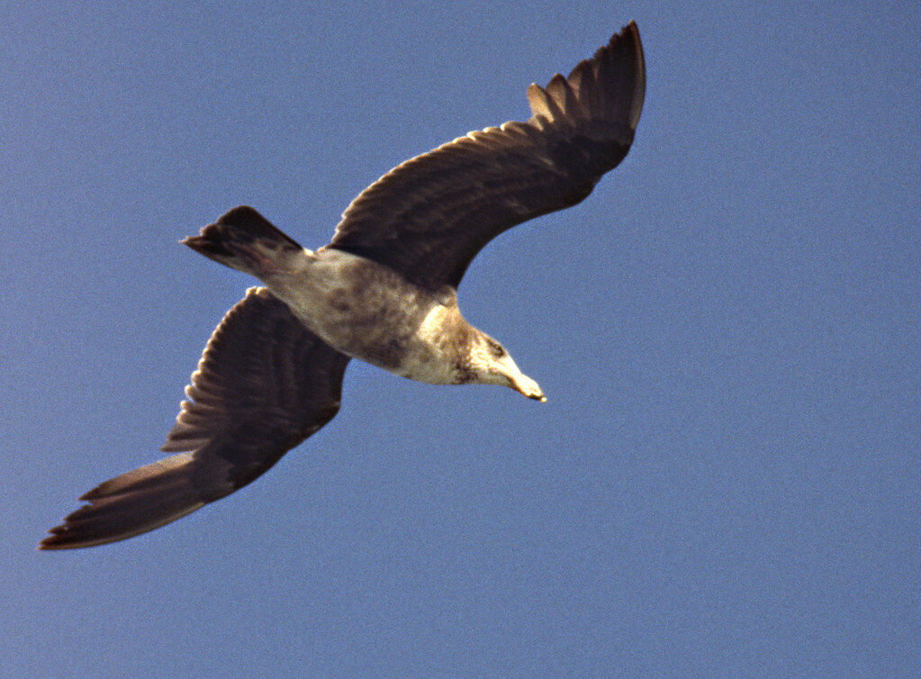 199709 004 sea bird