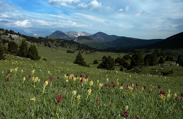 d0601054 | Holunderknabenkraut (Dactylorhiza sambucina) im Vallée de Combau. Im Hintergrund Mont Barral (1903 m) und Montagne de Belle Motte (1950 m). Vercors, 04.06.2006