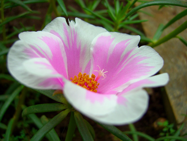 Onze horas branca e rosa | Anderson | Flickr