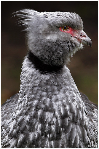 Portrait of the Crested Screamer by Edgar Thissen