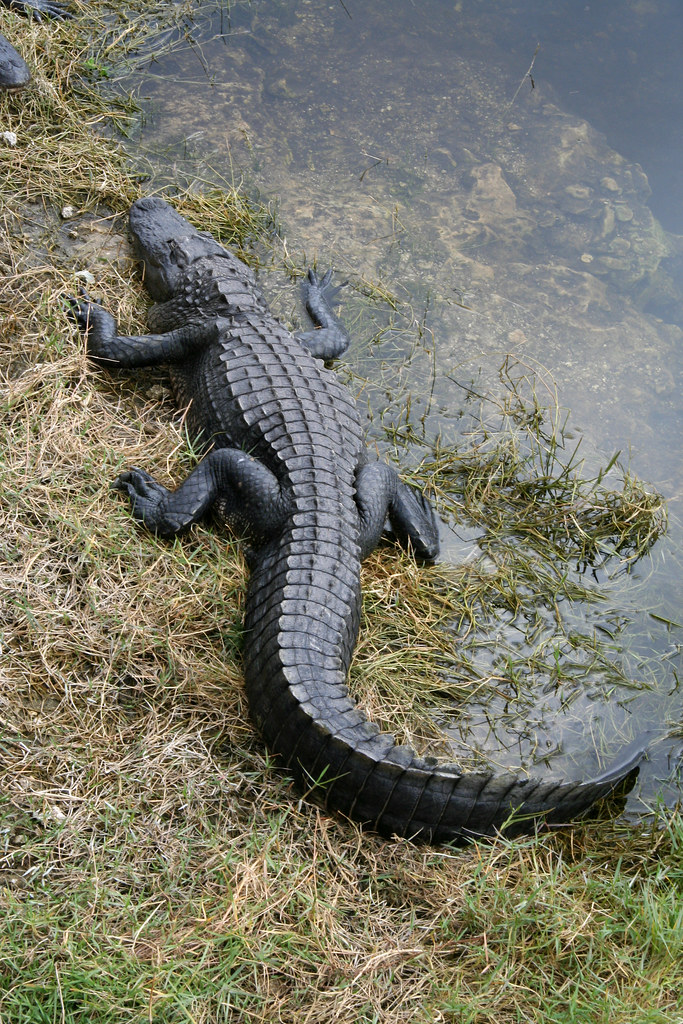 Alligator mississippiensis, Canal, Oasis Visitor Center, B… | Flickr