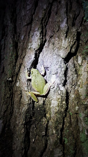 Cope's gray treefrog showing green