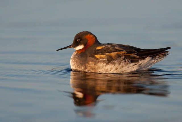 Phalaropus lobatus | Red-necked Phalarope | smalnäbbad simsnäppa