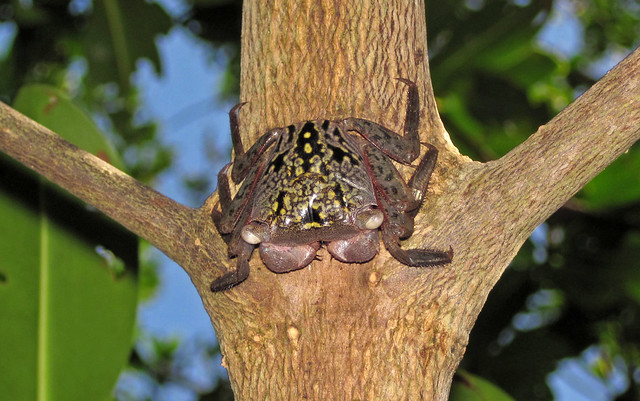 Aratus pisonii (mangrove tree crab) (Sanibel Island, Florida, USA) 13