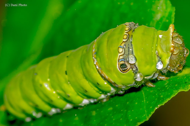 Caterpillar Under The Rain #3