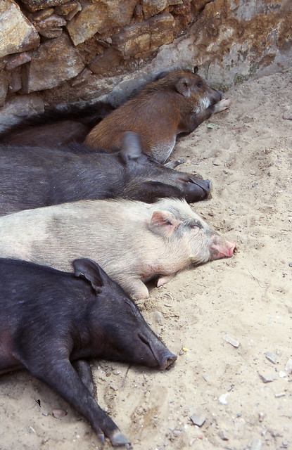 Pushkar pigs
