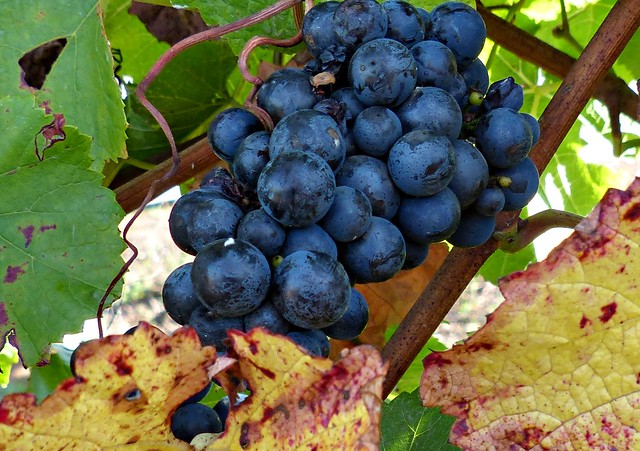Pinot Grigio grape ready for harvest at Red Hill boutique vine region