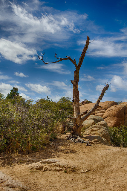 Dead Tree, Arizona