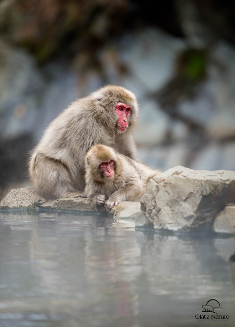 Relaxing Poolside, Snow Monkey-Style