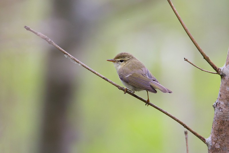 Phylloscopus trochiloides | Greenish Warbler | lundsångare