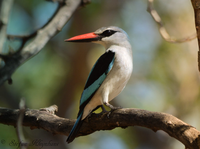 Woodland Kingfisher - Halcyon senegalensis - Bosveldvisvanger - Explored #214 on 11-01-2015