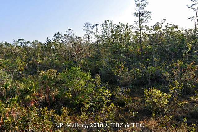 2010-12-26 TEC-1639 TEC Trail Broken ridge habitat at the Belize Zoo - E.P. Mallory