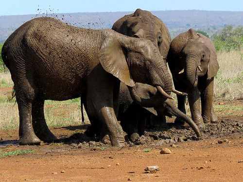 elephant african ngc npc afrika olifant