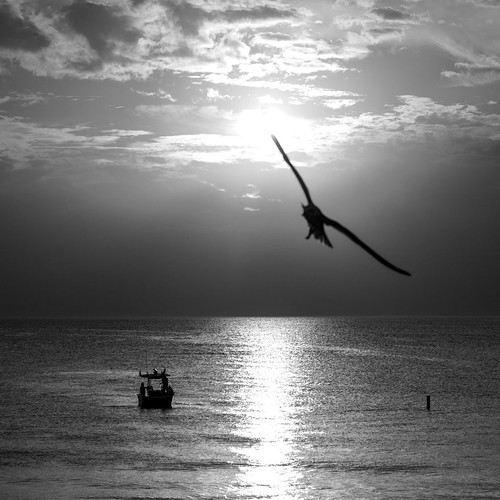 send me into the sky by christine kofman photography, We were on the second floor terrace of Caddy's On The Beach, and the gulls were very active. Althou