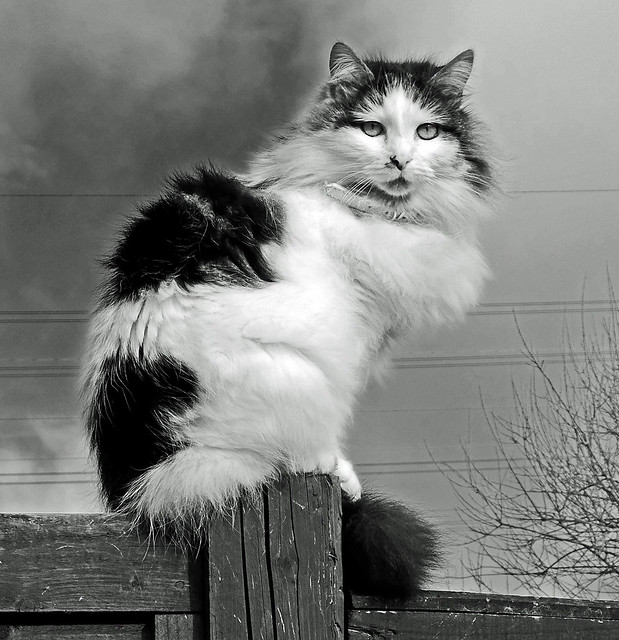 Tilly (the neighbours 3-legged cat) Fuji X30 (BW)
