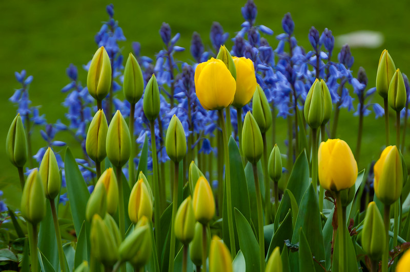 Yellow, blue: tulips and bluebells