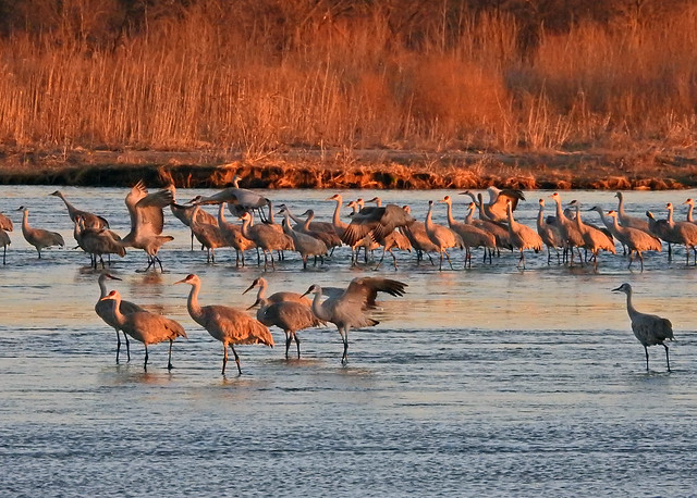 Sandhill Cranes at sunrise