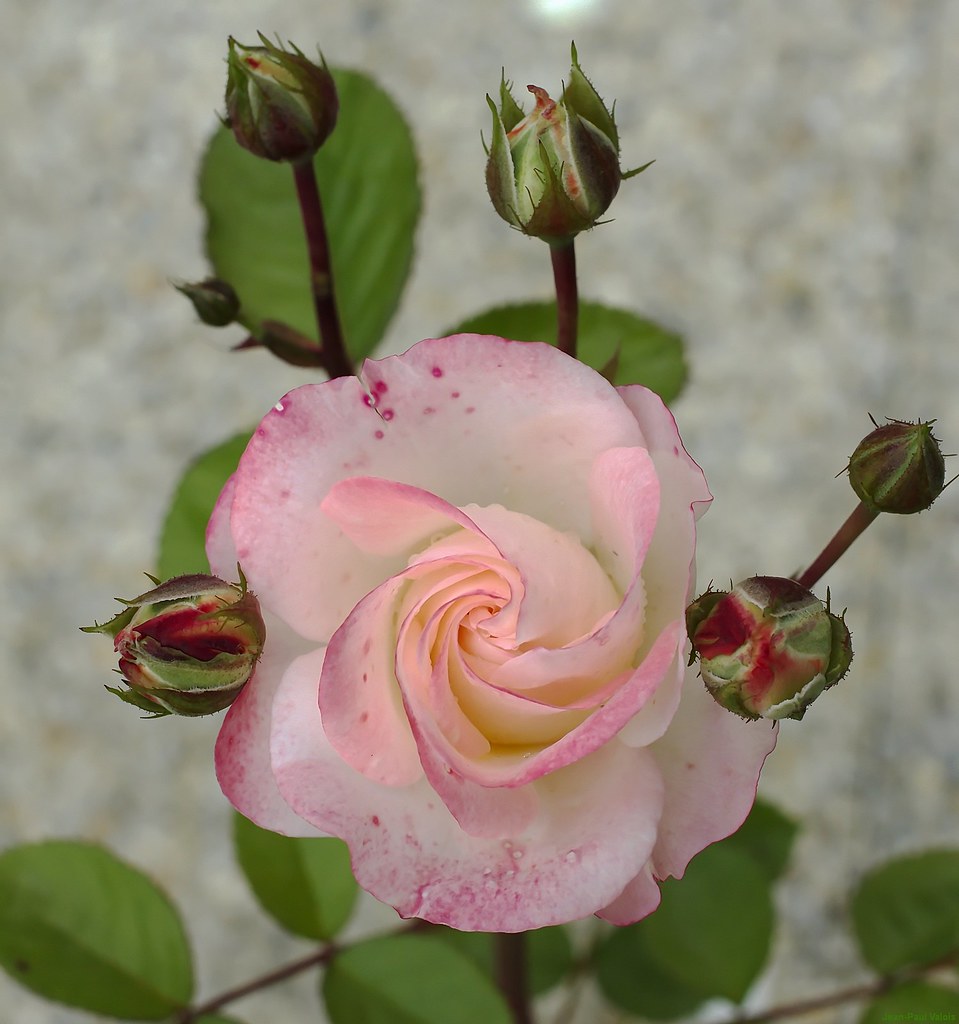 Barbary rose