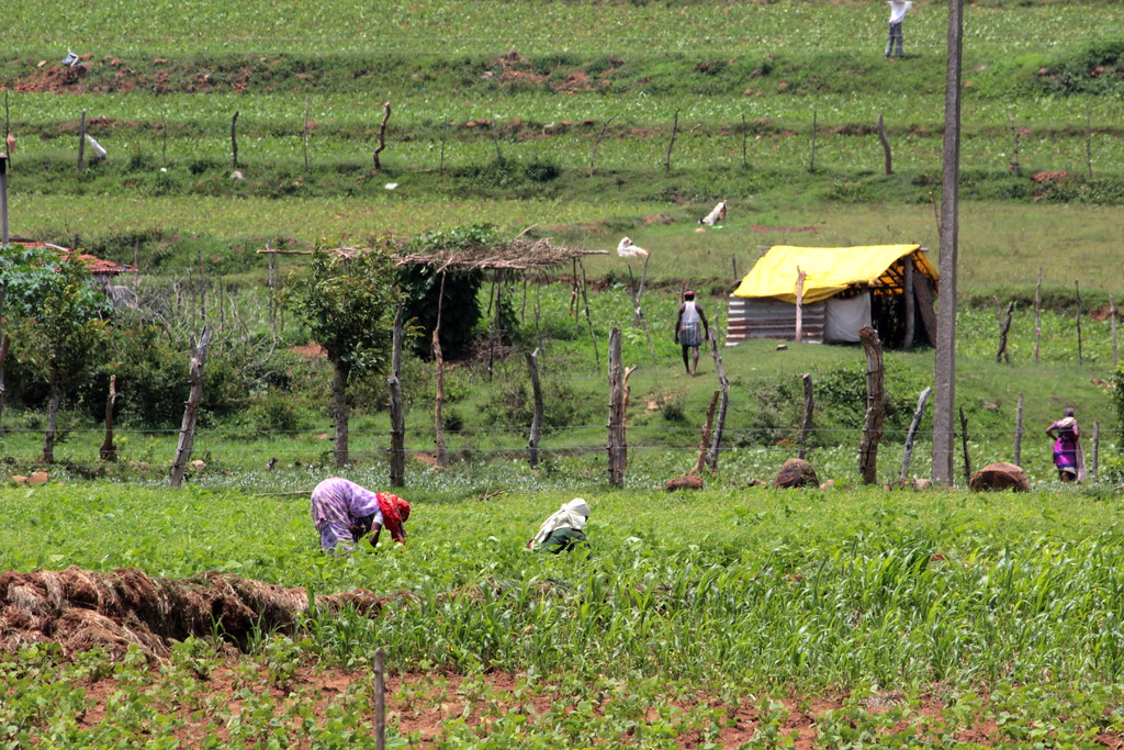 Livelihood Activity Multiple livelihood activities such as agriculture, fishe… | Flickr