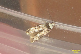 White-shouldered house-moth (st) | UK 0648 - 28.009 Endrosis… | Flickr