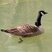 Flickr photo 'Canada goose.  Branta canadensis' by: gailhampshire.