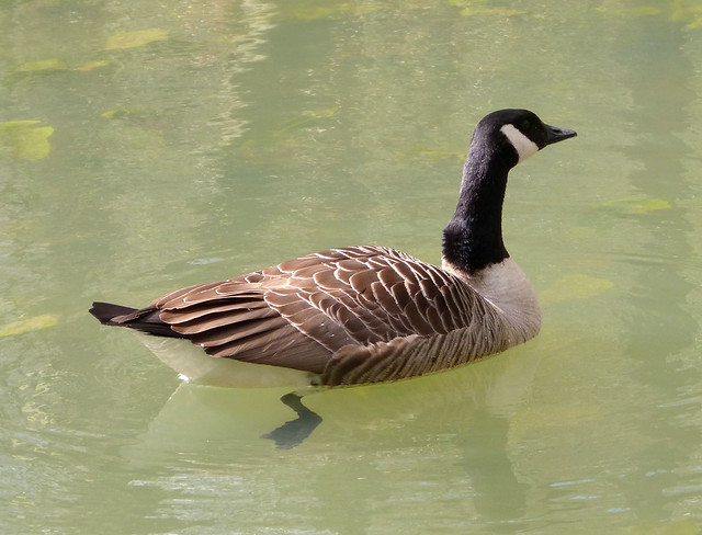 Canada goose.  Branta canadensis