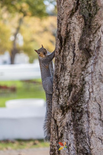 Squirrel running up a tree | by grobler.inus