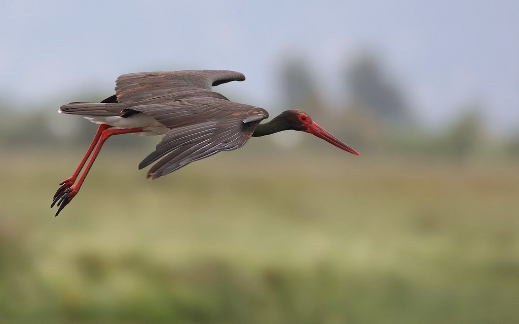 Ciconia nigra | Black Stork | svart stork