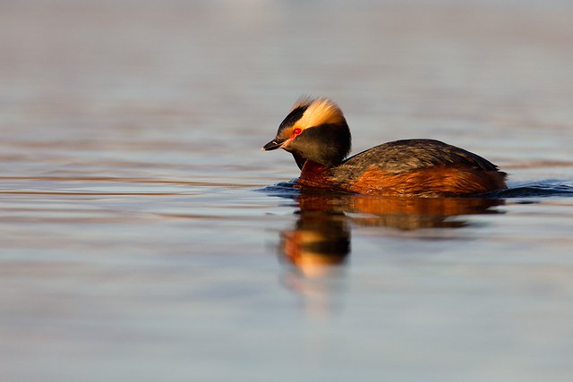 Podiceps auritus | Horned Grebe | svarthakedopping