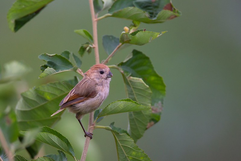 Suthora webbiana | Vinous-throated Parrotbill | rosenpapegojnäbb