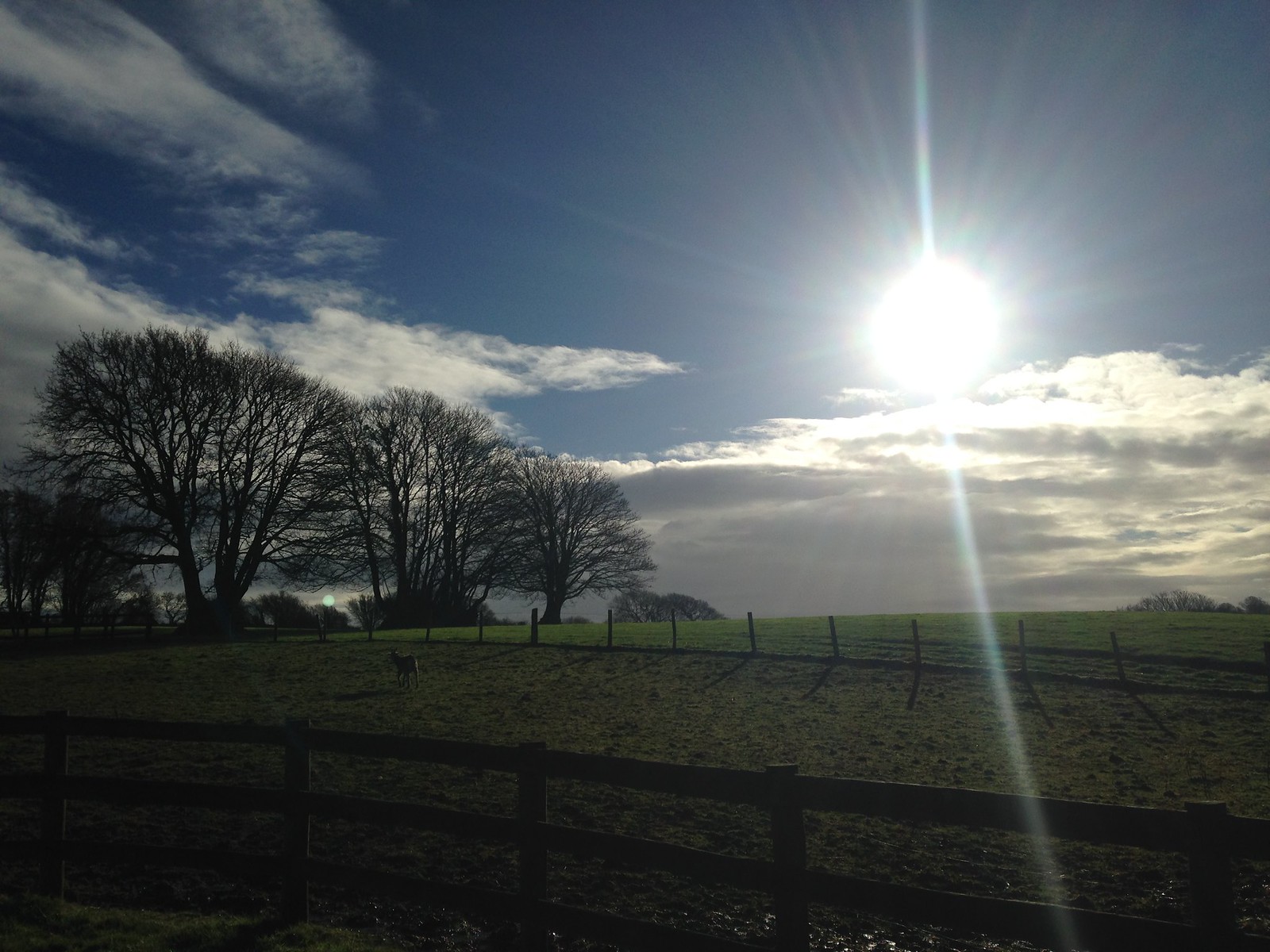 Winter Sun over the fields
