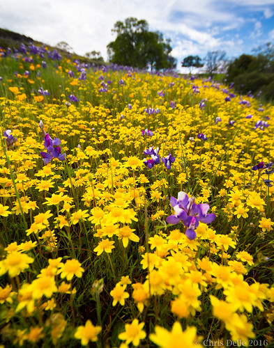 california flowers spring wildflowers tablemountain 2016