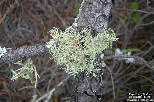 usnea corticolous lichenza fruticosethallus
