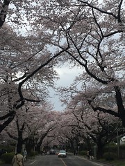 The bloom of cherry blossoms at ICU (International Christian University)