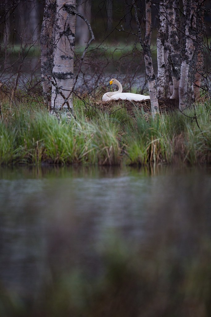 Cygnus cygnus | Whooper Swan | sångsvan